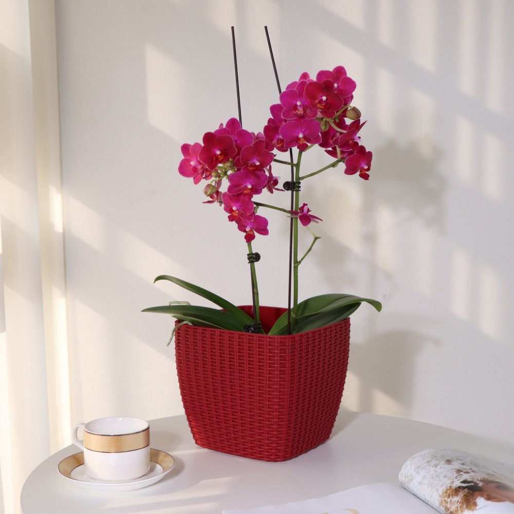 Rattan Series - Elsie Jardinería